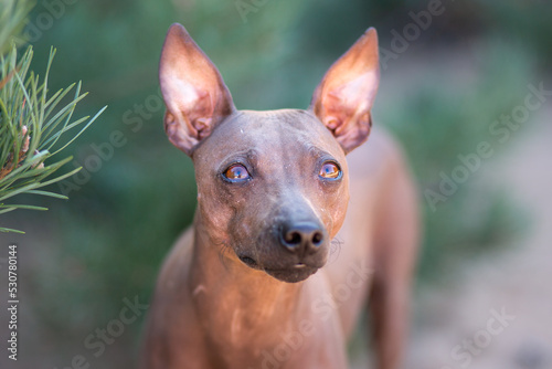 cute brown pinscher portrait in the forest