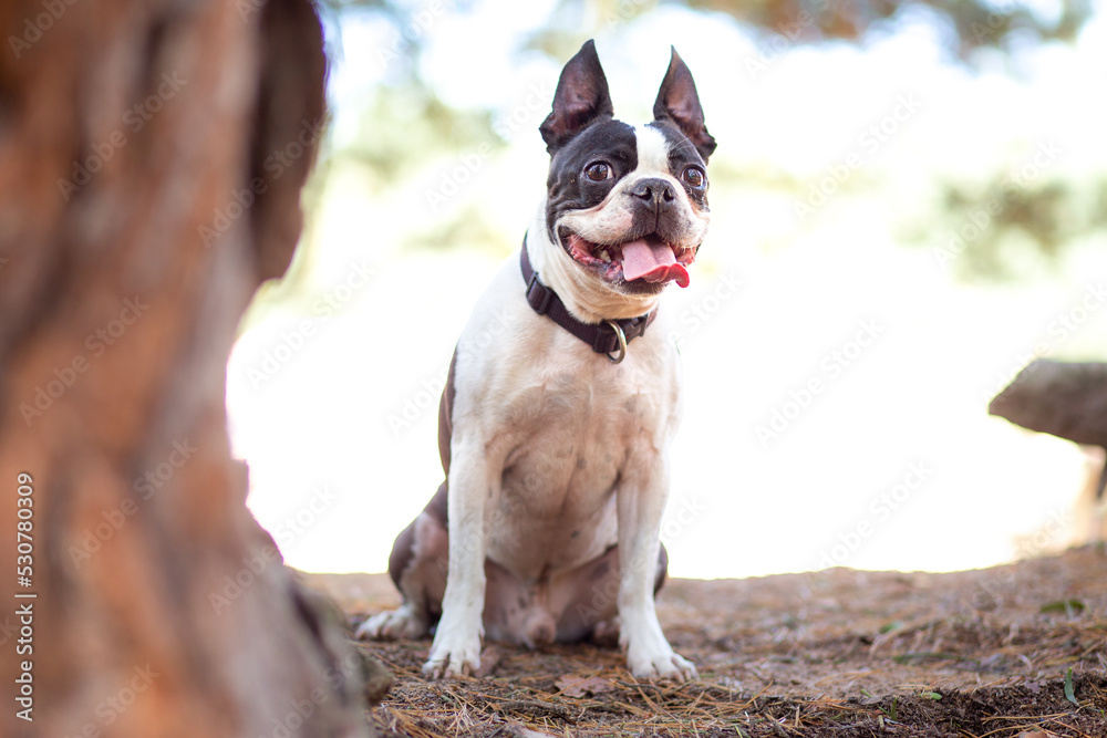 cute french bulldog portrait in the forest cute french bulldog portrait in the forest