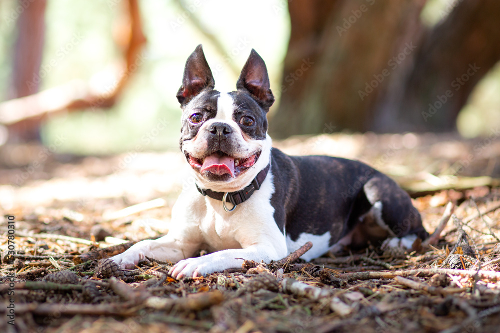 cute french bulldog portrait in the forest cute french bulldog portrait in the forest