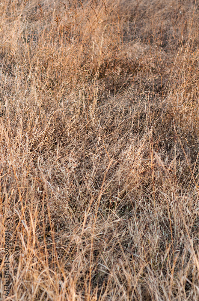 Close-up of the grass of the dry steppe of the desert. Uncut dry grass field Close-up of the grass of the dry steppe of the desert. Uncut dry grass field