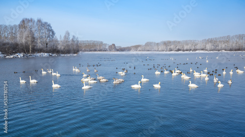 White swans swimming in the nonfreezing winter lake photo