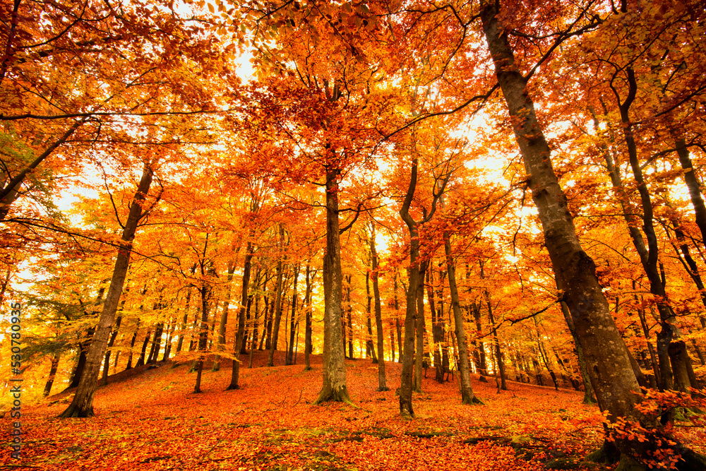 Fototapeta premium autumn in the park