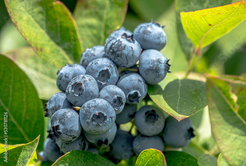 A bunch of fresh ripe blueberries ready to be picked up