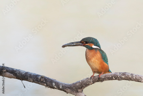 Common kingfisher (Alcedo atthis) © vinx83