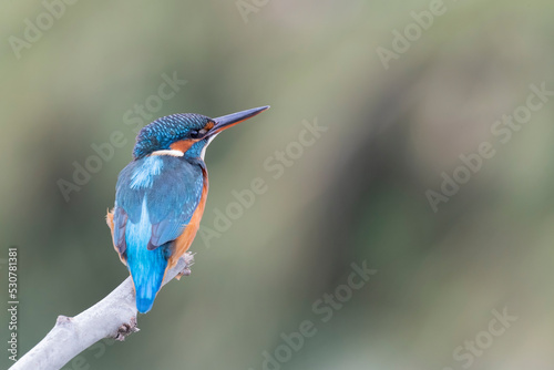 Common kingfisher (Alcedo atthis)