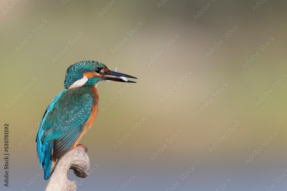 Common kingfisher (Alcedo atthis)