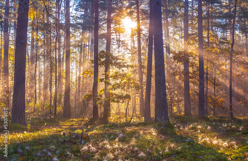 Sun beams shining in the foggy forest, autumn forest concept