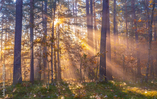 Sun beams shining in the foggy forest, autumn forest concept