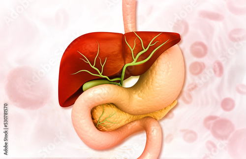 Healthy human digestive system anatomy. 3d illustration. photo