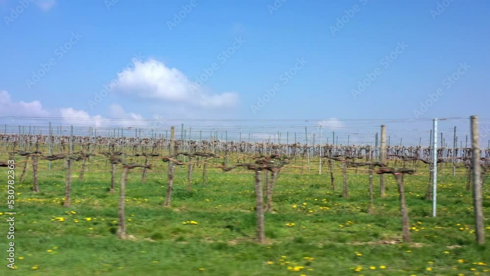 Rows Of Grape Vines At Vineyard In Gaweinstal, Austria - aerial sideways Rows Of Grape Vines At Vineyard In Gaweinstal, Austria - aerial sideways