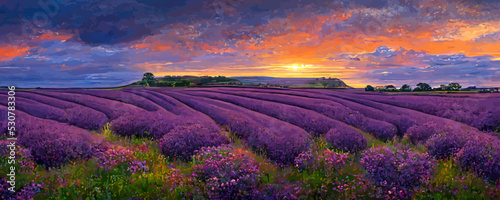vivid purple blooming lavender field in summer at sun