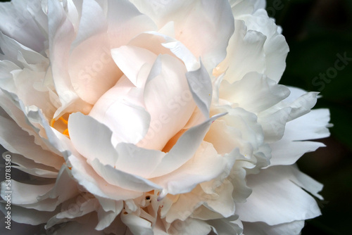 芍薬 photo