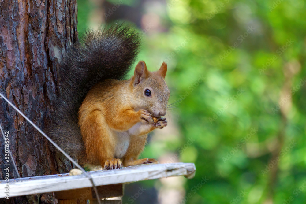 Squirrel is sitting on a tree. Animal, wild, cute, rodent, nature, forest blurred background curiosity. Copy space Squirrel is sitting on a tree. Animal, wild, cute, rodent, nature, forest blurred background curiosity. Copy space