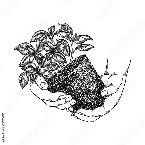 Basil with soil clod in human hands vector illustration in realistic sketched style.
