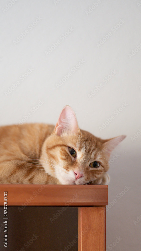 Orange cat asleep. Kitten resting. Orange cat asleep. Kitten resting.