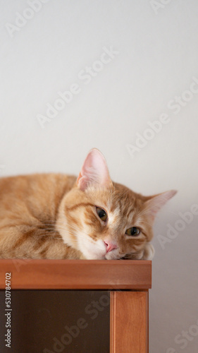 Orange cat asleep. Kitten resting. © Lara