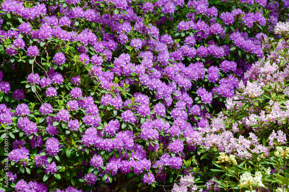 Purple flowers in nature in summer