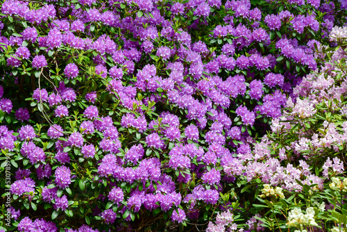 Purple flowers in nature in summer