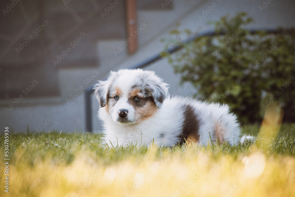 young Australian Shepherd dog stands on the grass in the garden and smiles happily. Blue eyes, brown and black spot around the eyes and otherwise white body gives the female a beautiful and cute look