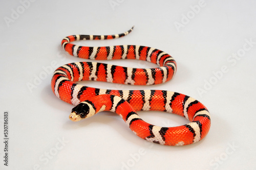 Huachuca Mountain Kingsnake // Huachua-Bergkönigsnatter (Lampropeltis pyromelana woodini)