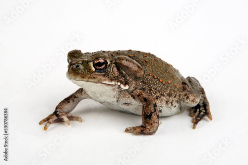 Coloradokröte // Colorado River toad (Incilius alvarius / Bufo alvarius)