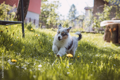 Fototapeta Naklejka Na Ścianę i Meble -  Australian Shepherd puppy running around the garden full of dandelions and another flowers, enjoying his freedom of movement with a smile on his face