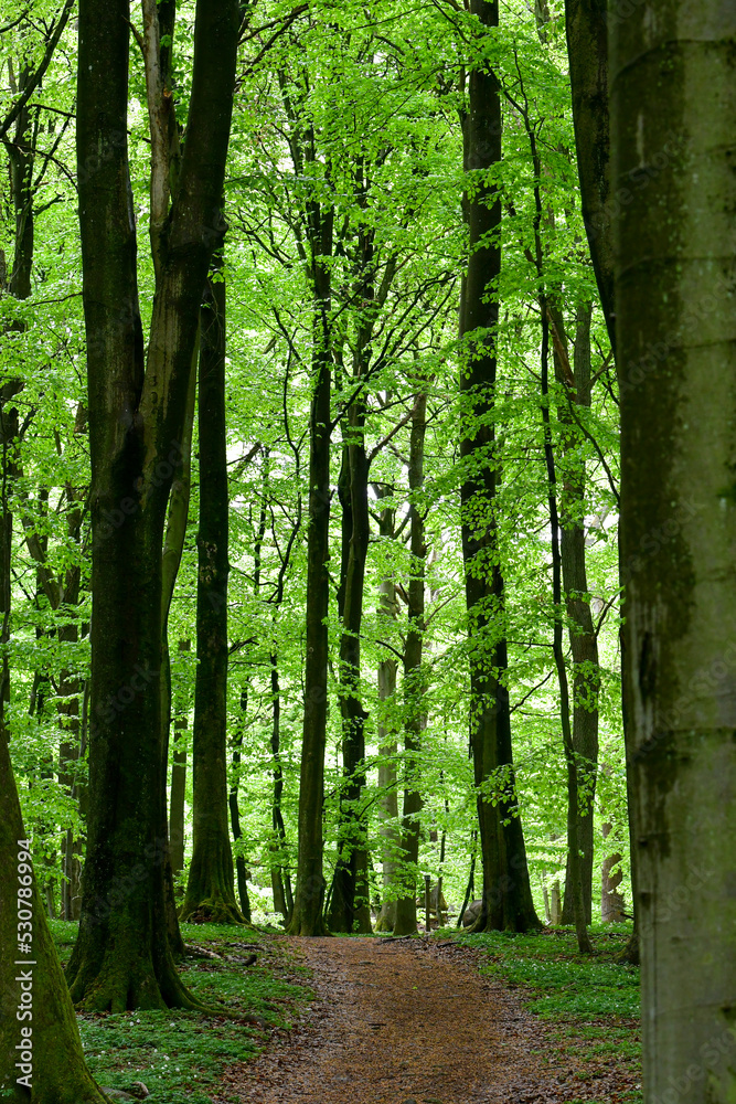 Obraz premium Full frame photo of green trees in summer