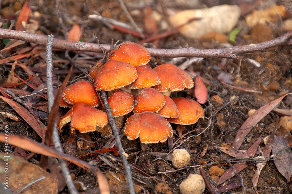 Lake St Clair Australia, clump of orange cap mushrooms in leaf litter Lake St Clair Australia, clump of orange cap mushrooms in leaf litter