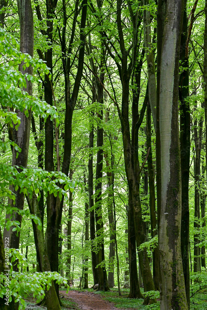 Full frame photo of green trees in summer Full frame photo of green trees in summer