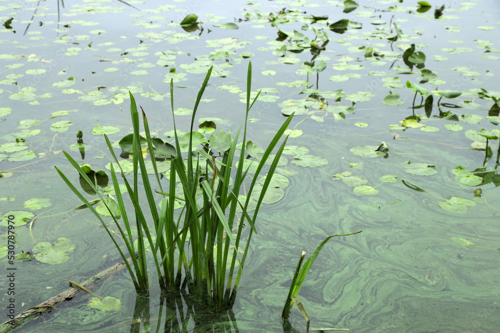 lilies and reeds in the water of the river lilies and reeds in the water of the river