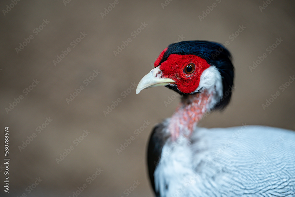 Closeup Silver pheasant, tropical bird specie from Asia. Closeup Silver pheasant, tropical bird specie from Asia.