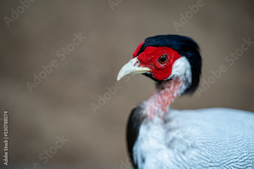 Closeup Silver pheasant, tropical bird specie from Asia. © marchsirawit