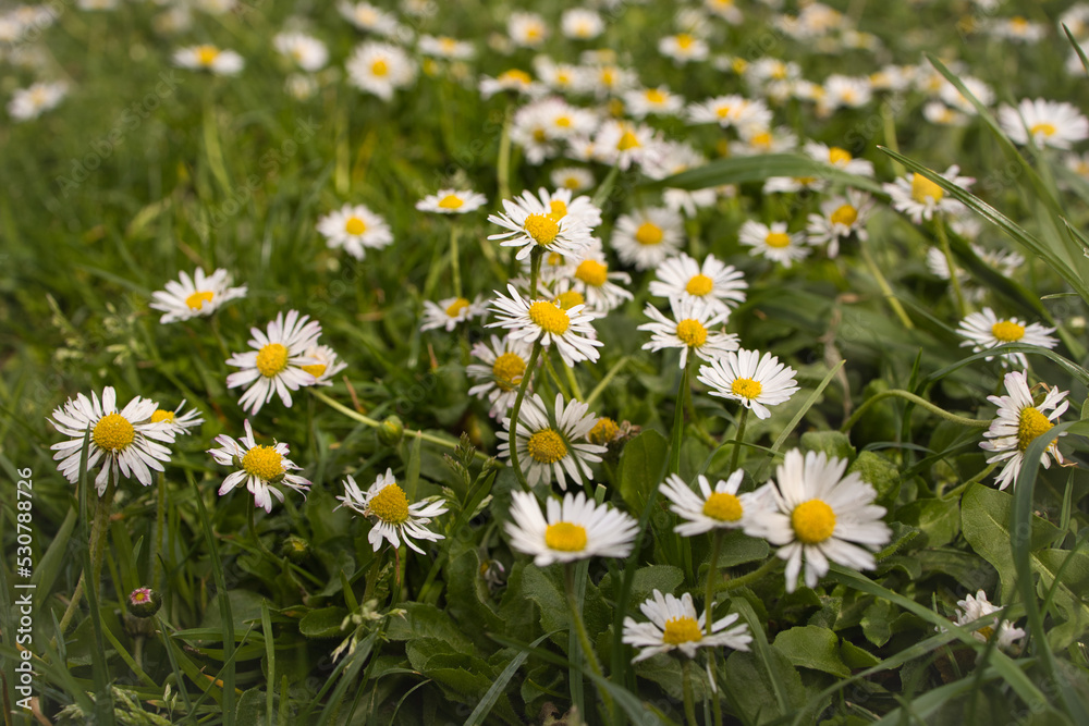 Fototapeta premium field of daisies
