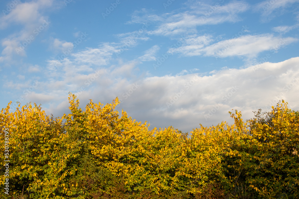 Beautiful autumn landscape with trees with yellow leaves and cloudy blue sky. Bright autumnal colors. Copy space Beautiful autumn landscape with trees with yellow leaves and cloudy blue sky. Bright autumnal colors. Copy space