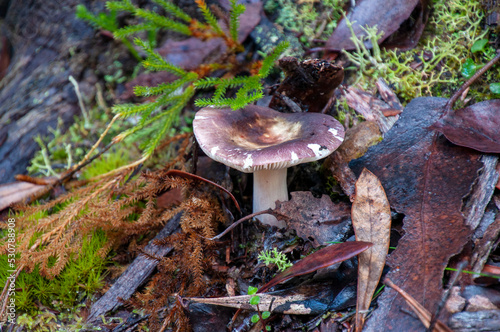 Lake St Clair Australia, mushroom growing in alpine forest photo