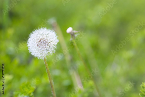 dandelion in the grass