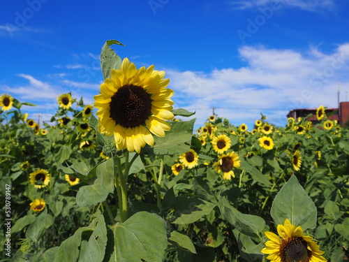 the beautiful sunflower garden in Japan