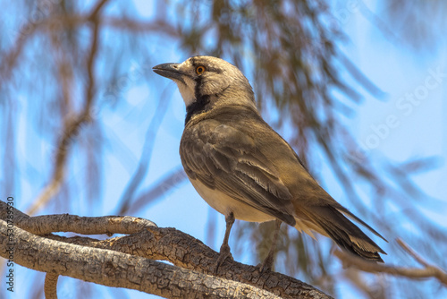 Crested Bellbird in Northern Territory Australia photo