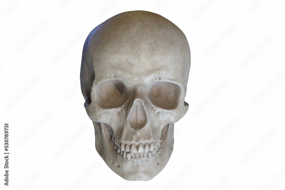 3D render of Marble sculpture of Human Skull isolated on white 3D render of Marble sculpture of Human Skull isolated on white