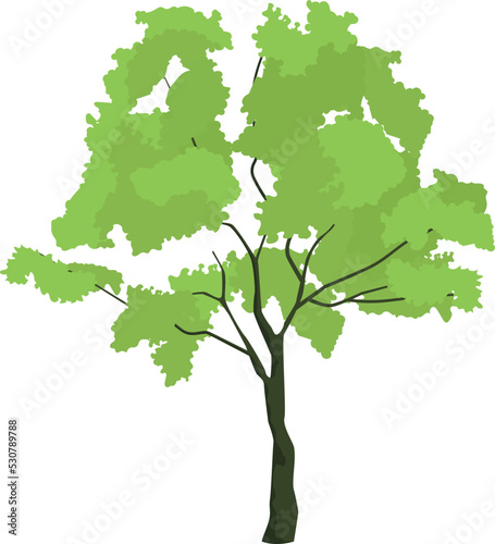 Linden tree. Green garden plant nature symbol