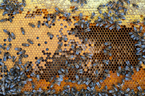 Close-up of a beehive producing honey. Traditional beekeeping