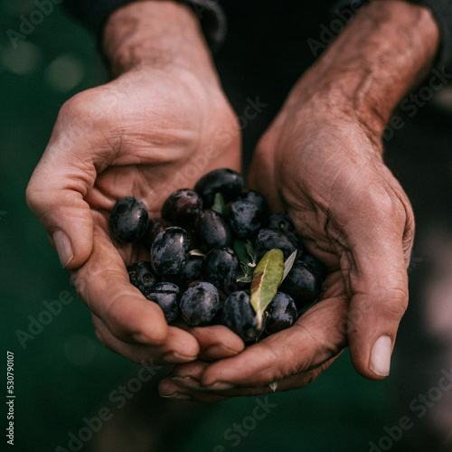 Olive nere nelle mani di un agricoltore 