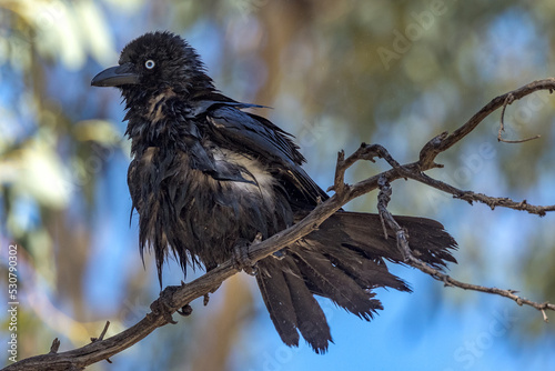 Little Crow in Northern Territory Australia photo