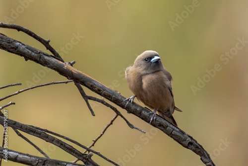 Little Woodswallow in Northern Territory Australia