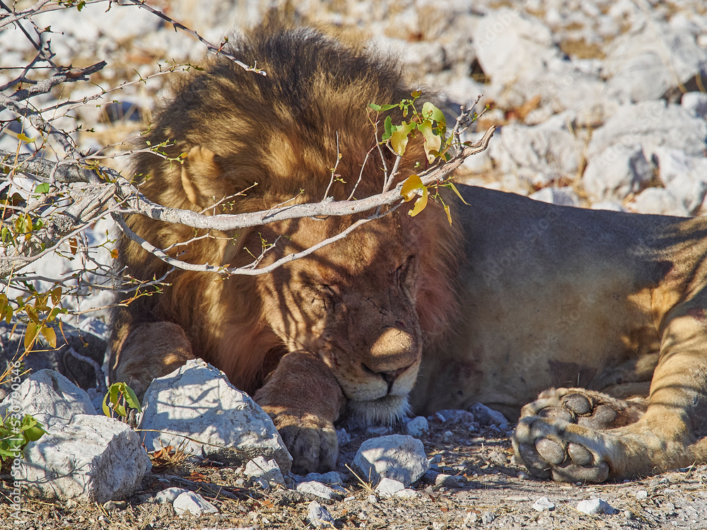 Naklejka premium Big male Lion relaxing in the shade of a Mopane tree