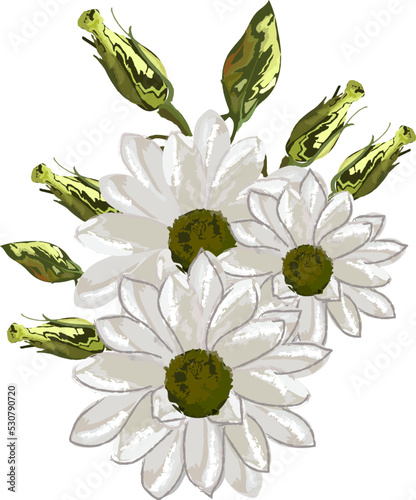 White daisy watercolor flower bouquet wedding card isolated vector illustration