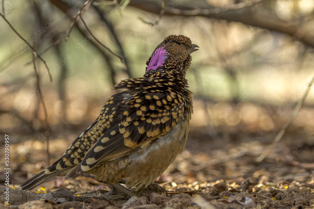 Western Bowerbird in Northern Territory Australia Western Bowerbird in Northern Territory Australia