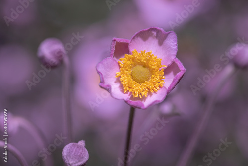 Pink japanese anemone,.beautiful floral background.
