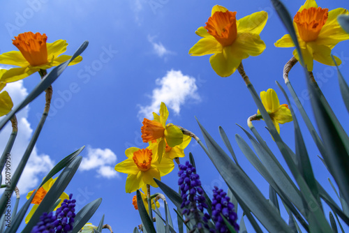 Blooming yellow daffodils in the garden.