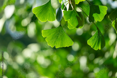 Close-up of Ginkgo biloba leaves back lit.